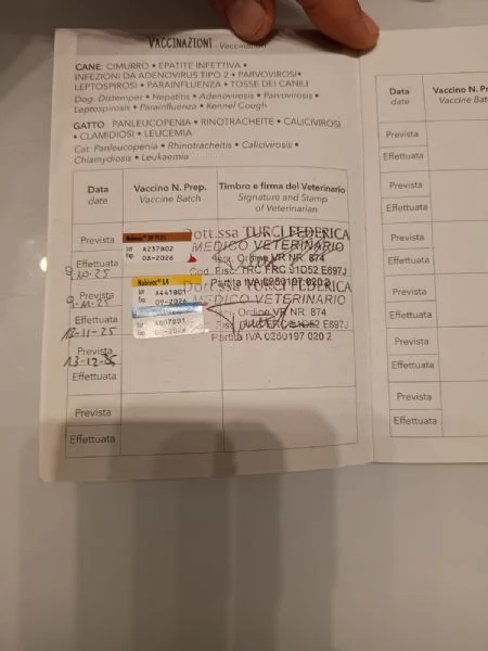 Cucciolo di Pincher | Foto 0