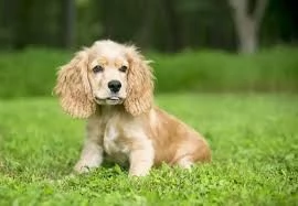 cocker spaniel