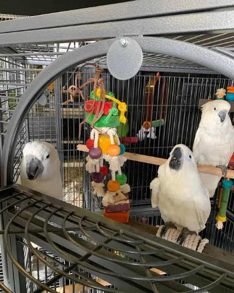 pappagalli grigi africani maschi e femmine in vendita | Foto 3