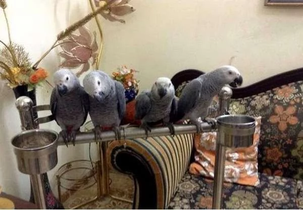 pappagalli grigi africani maschi e femmine in vendita