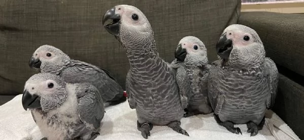 pappagalli grigi africani maschi e femmine in vendita | Foto 2