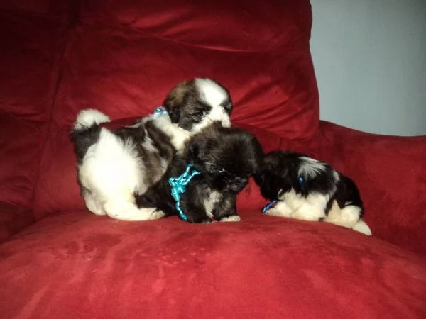 Disponibile un meraviglioso cucciolo di ShitTzu | Foto 0