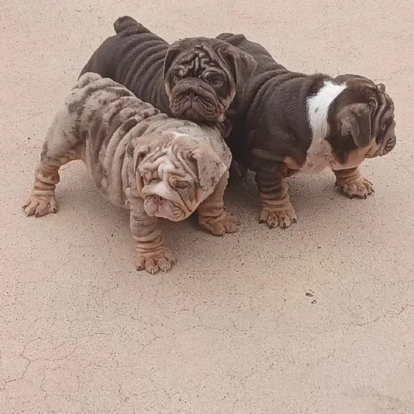 cuccioli di Bulldog Inglese