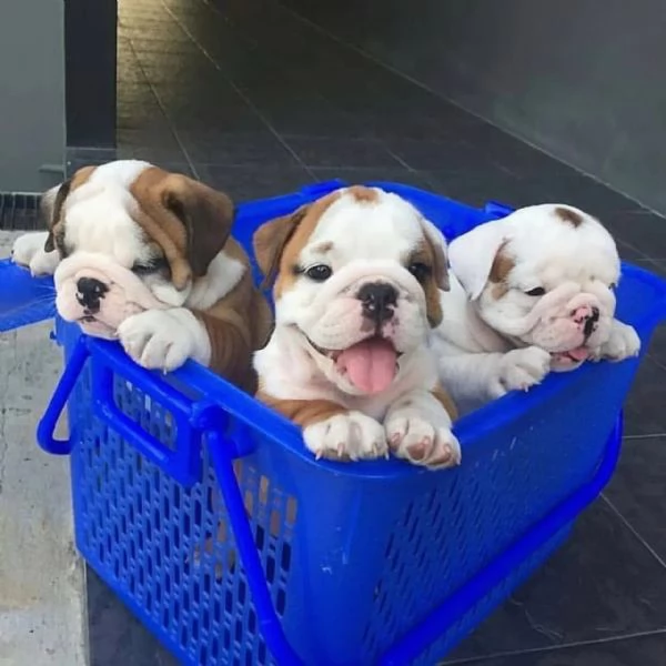 Bulldog Inglese Adorabili