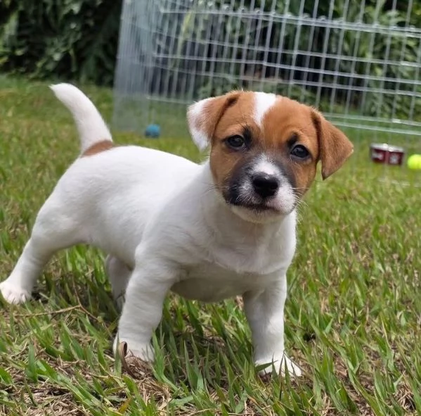 Jack Russell cuccioli maschio e femmina