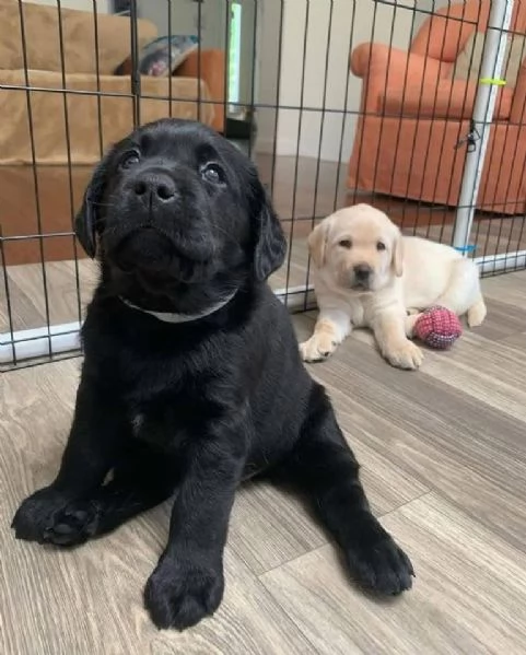 Labrador cuccioli maschio e femmina | Foto 0