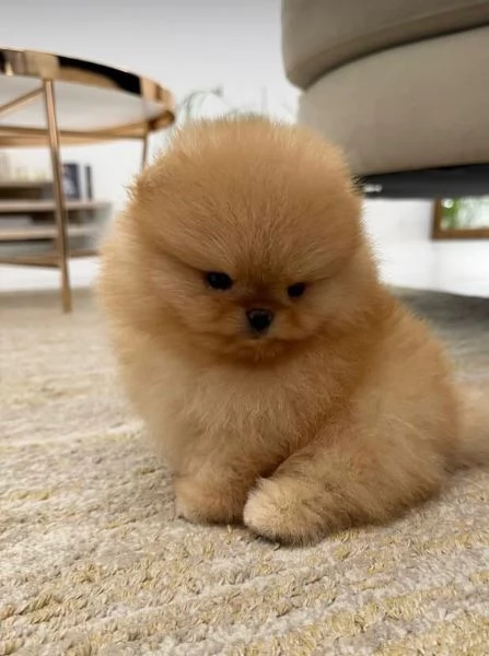 Splitz Pomeranian cuccioli maschio e femmina | Foto 0