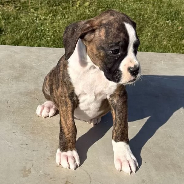Boxer cuccioli maschio e femmina | Foto 0