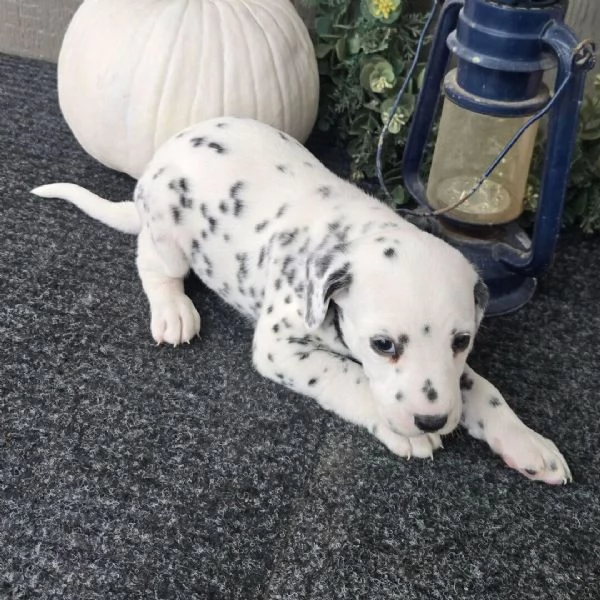 Dalmata cuccioli maschio e femmina | Foto 0