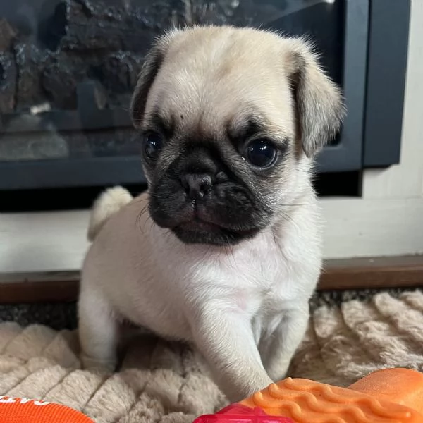 Carlino Pug cuccioli maschio e femmina
