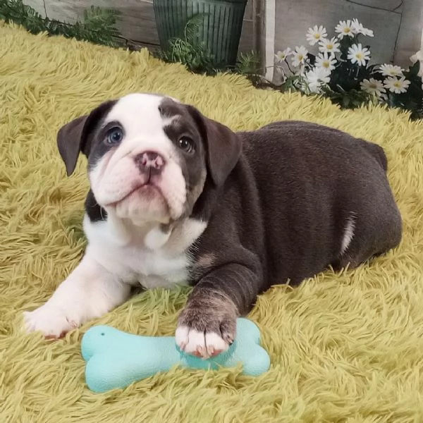 Bulldog Inglese cuccioli maschio e femmina | Foto 0