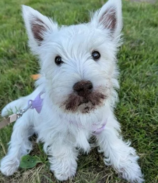 West Highland White Terrier cuccioli maschio e femmina | Foto 1