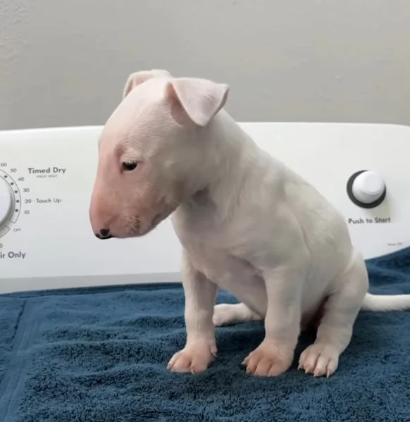 Bull Terrier cuccioli maschio e femmina