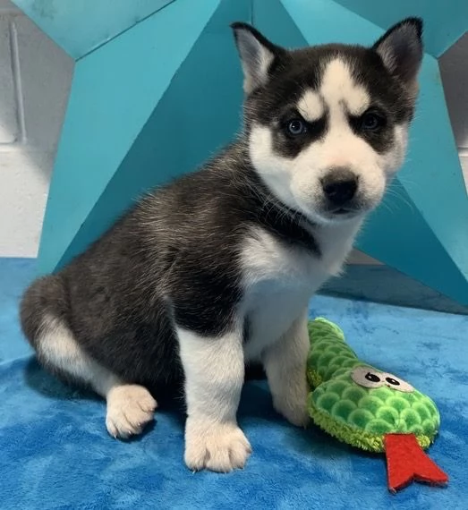 Siberian Husky cuccioli maschio e femmina