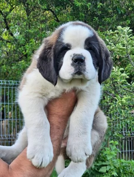San Bernardo cuccioli maschio e femmina