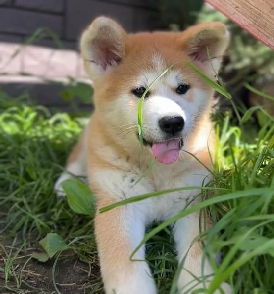 Akita inu cuccioli maschio e femmina