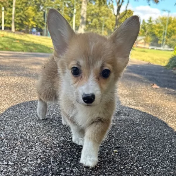 Regalo welsh corgi   cuccioli maschio e femmina
