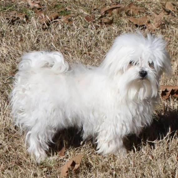Maltese toy  cuccioli maschio e femmina | Foto 1