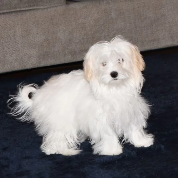 Maltese toy  cuccioli maschio e femmina | Foto 0