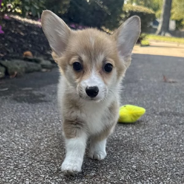 Regalo welsh corgi   cuccioli maschio e femmina | Foto 0