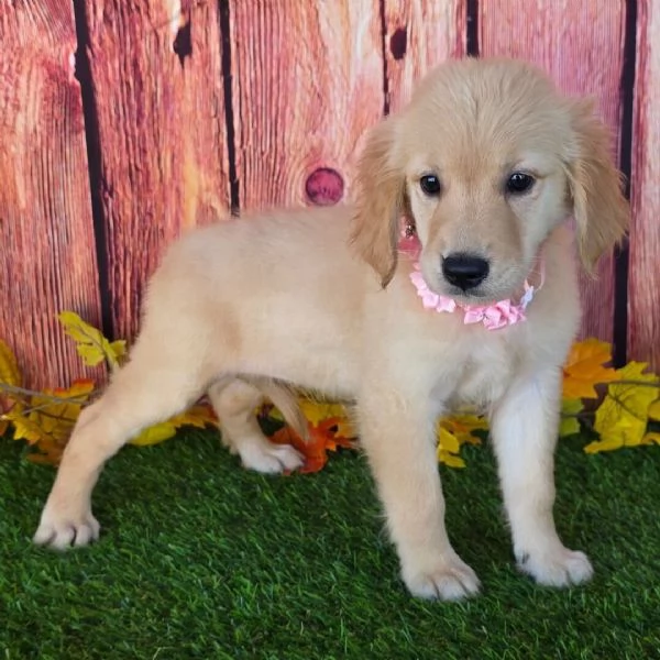 Regalo bassotto maschio e Femmina  | Foto 0