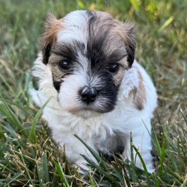 ShihTzu Mini Toy cuccioli maschio e femmina | Foto 1