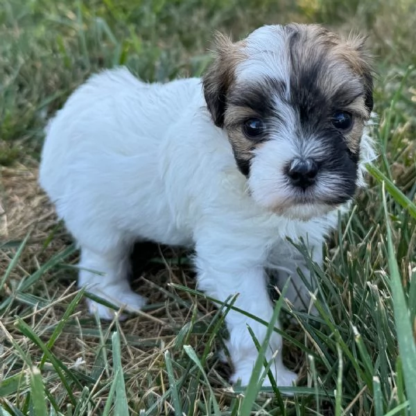 ShihTzu Mini Toy cuccioli maschio e femmina