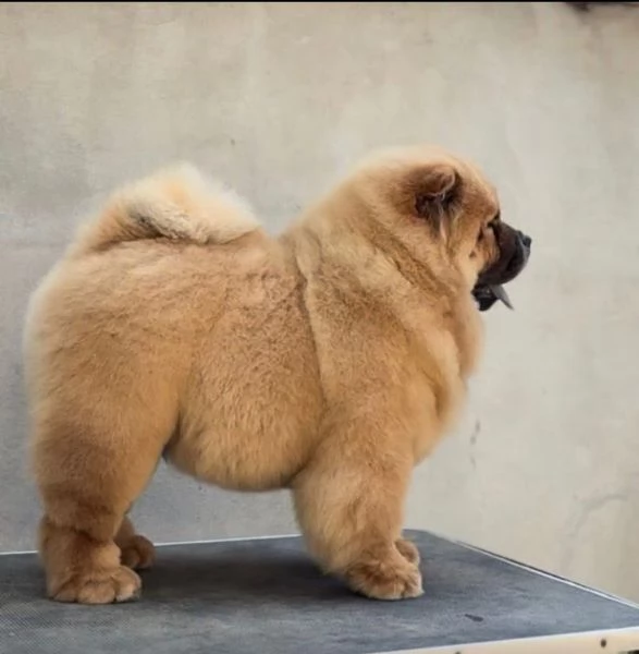 Chow Chow cuccioli maschio e femmina
