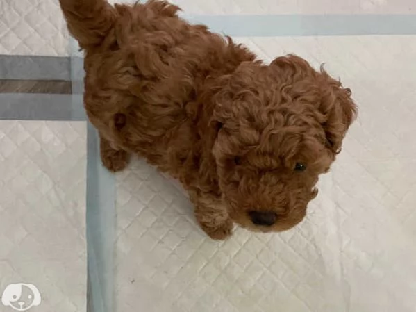 Cuccioli di Barboncino Toy | Foto 1