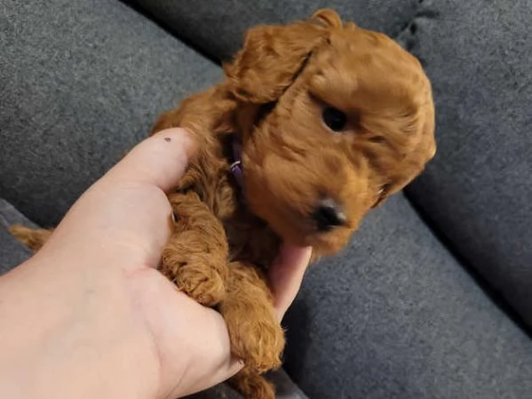 Cuccioli di Barboncino Toy