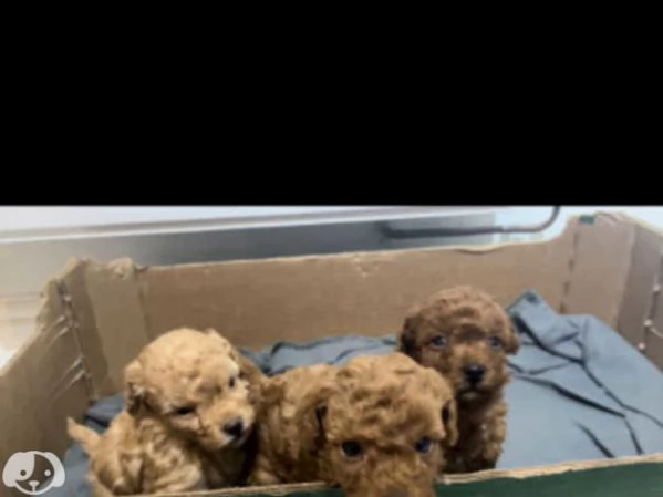 Cuccioli di Barboncino Toy | Foto 2