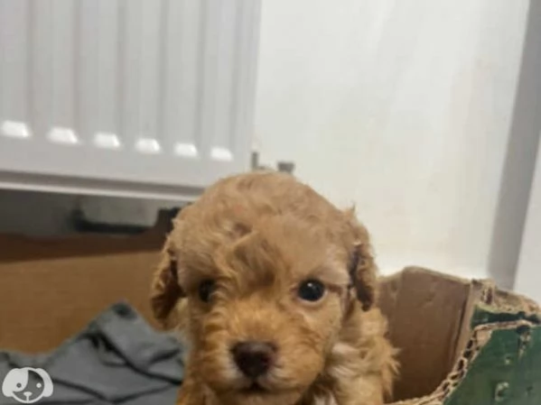 Cuccioli di Barboncino Toy | Foto 1