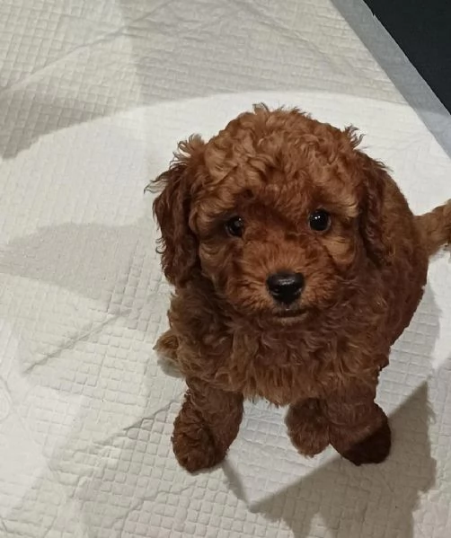 Cuccioli di Barboncino Toy | Foto 1