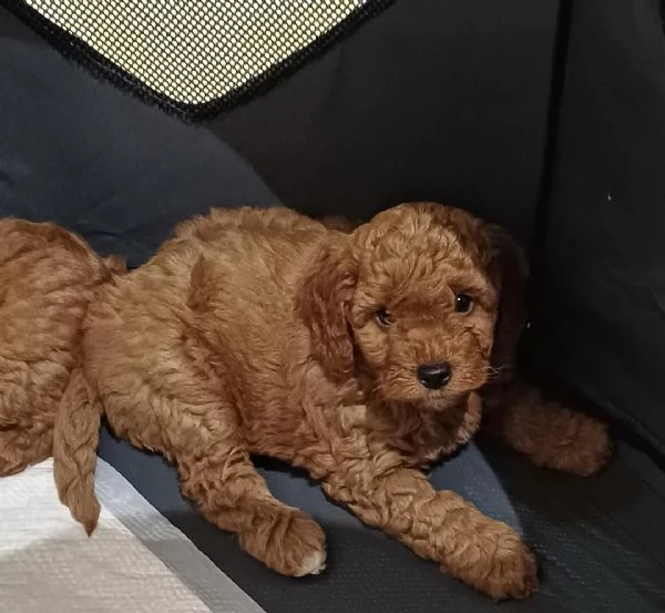 Cuccioli di Barboncino Toy