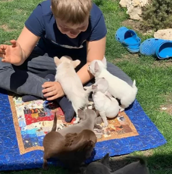 cuccioli di chihuahua mini toy disponibiliper adozione