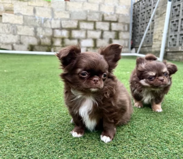 cuccioli di chihuahua mini toy disponibiliper adozione | Foto 1
