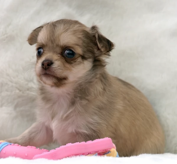 cuccioli di chihuahua mini toy disponibiliper adozione | Foto 3