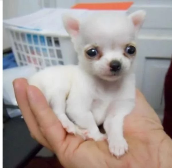 cuccioli di chihuahua mini toy disponibiliper adozione | Foto 3