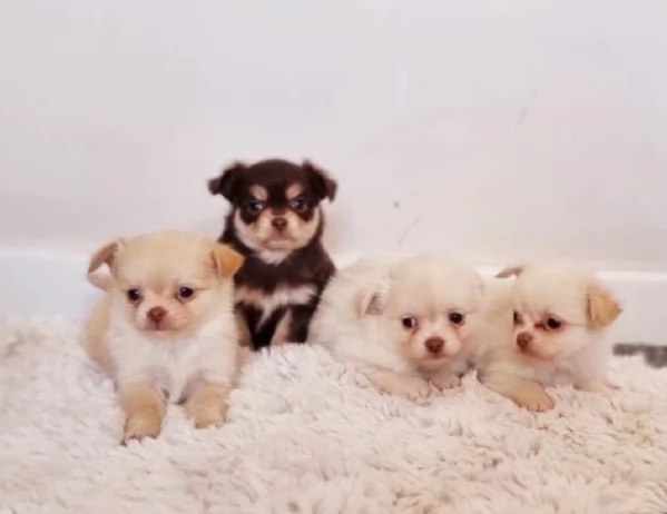 cuccioli di chihuahua mini toy disponibiliper adozione | Foto 0