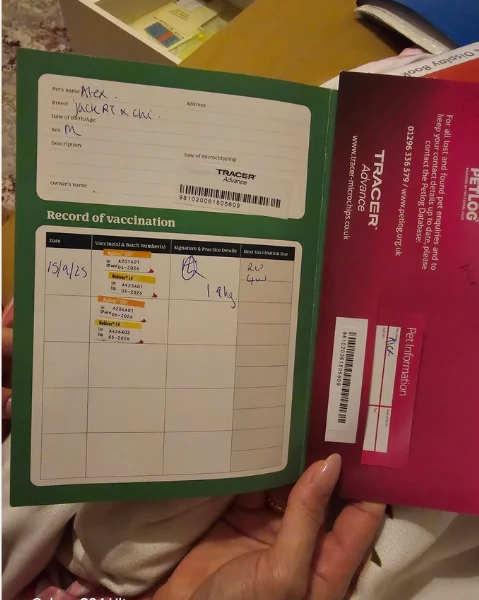 cuccioli di chihuahua mini toy disponibiliper adozione | Foto 5