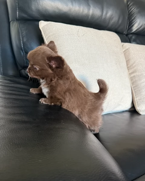 cuccioli di chihuahua mini toy disponibiliper adozione | Foto 3