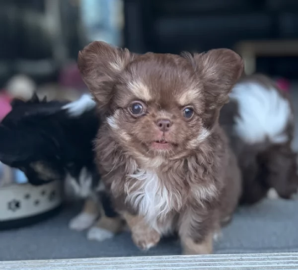 cuccioli di chihuahua mini toy disponibiliper adozione | Foto 1