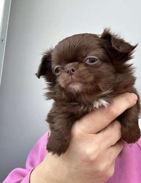 cuccioli di chihuahua mini toy disponibiliper adozione