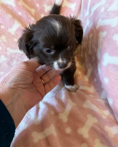 cuccioli di chihuahua mini toy disponibiliper adozione | Foto 6