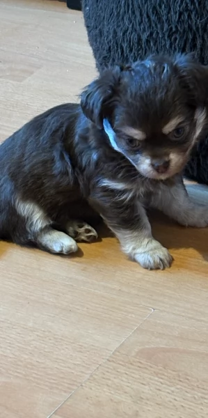 cuccioli di chihuahua mini toy disponibiliper adozione | Foto 2