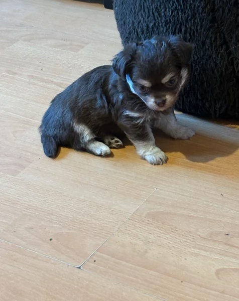 cuccioli di chihuahua mini toy disponibiliper adozione | Foto 1