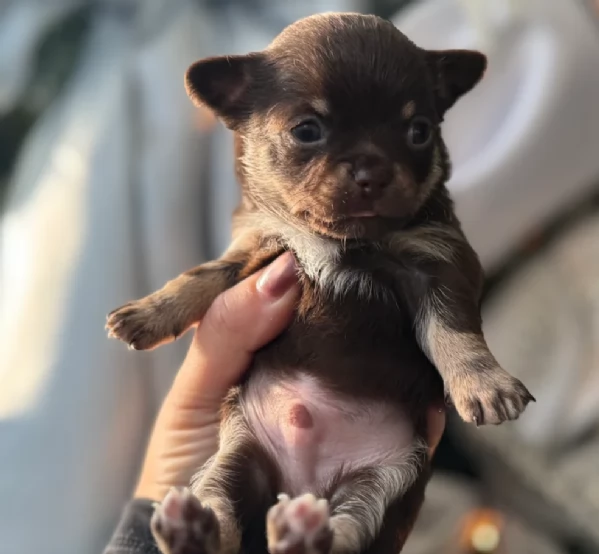 cuccioli di chihuahua mini toy disponibiliper adozione | Foto 5