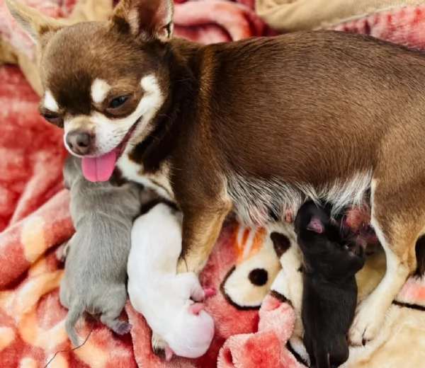 cuccioli di chihuahua mini toy disponibiliper adozione | Foto 4