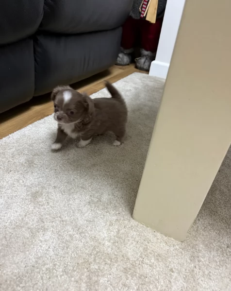 cuccioli di chihuahua mini toy disponibiliper adozione | Foto 3