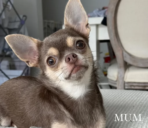 cuccioli di chihuahua mini toy disponibiliper adozione | Foto 2